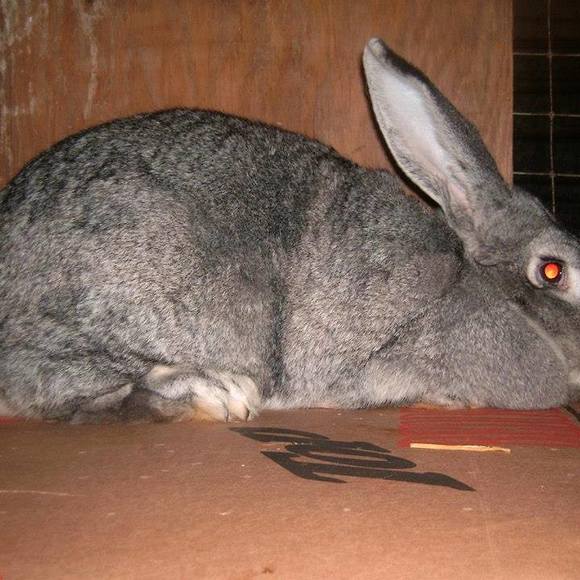 Meet your Posher, Jim - Picture 1 of 1